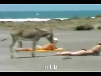 टॅटू मध्ये श्यामला एक खोल blowjob घेते